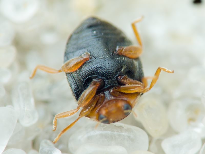 Scymnus auritus Thunberg, 1795